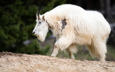Mountain goats in the spring