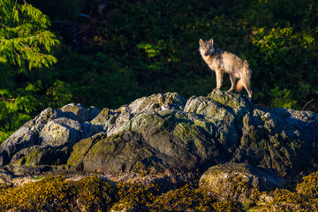 Canada, British Columbia, Tofino. Coastal wolf in the intertidal zone.