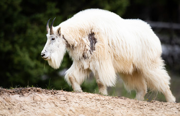 Mountain goats in the spring