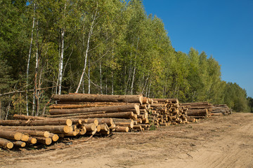 Fototapeta na wymiar The felled trees folded near the forest. Sawmill and Woodworking Industry