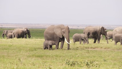 Fototapeta premium Zebras migrating to green lands 