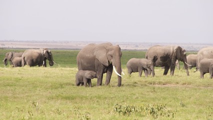 Zebras migrating to green lands
