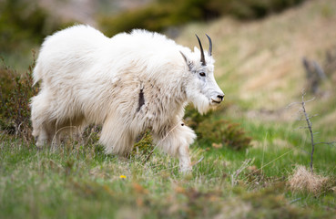 Obraz premium Mountain goats in the spring