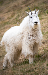 Fototapeta premium Mountain goats in the spring