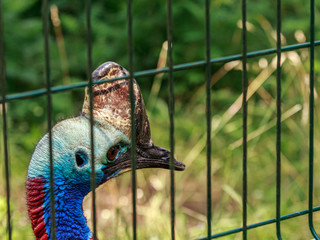 Casuarius beautiful blue head bird into the cage