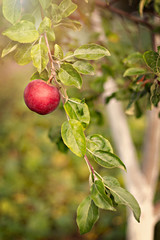 apple on tree