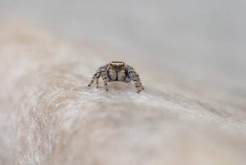 A small gray spider with multiple eyes, macro photography.