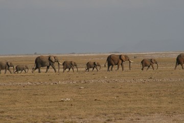 Naklejka premium Zebras migrating to green lands 