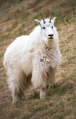 Obraz premium Mountain goats in the spring