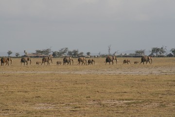 Fototapeta na wymiar Zebras migrating to green lands 