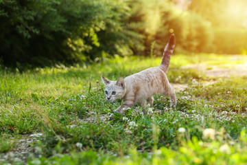 Obraz premium beautiful brown kitten outdoor at sunset