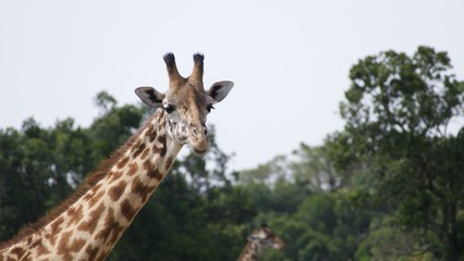 Giraffes migrating to green lands
