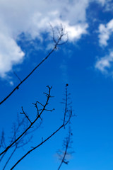 Obraz premium Small branches and blue sky at the winter