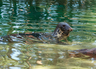 Grey seal swimming in green water