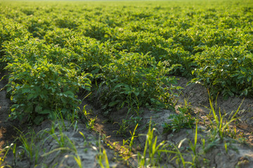 potato field at a summer sunny day