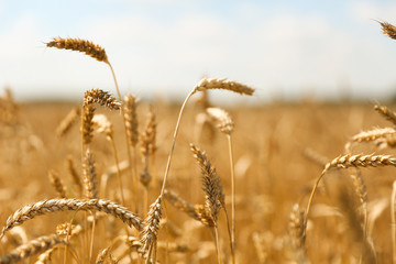 Obraz premium golden ears of wheat background. 