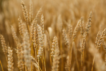 golden ears of wheat background. 