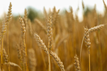 Fototapeta premium golden ears of wheat background. 