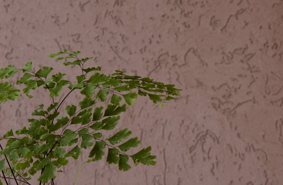 adiantum capillus-veneris leaves close up