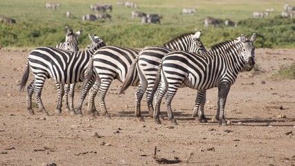 Zebras migrating to green lands

