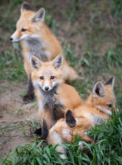 Red fox kits in the wild