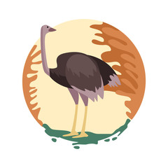 wild ostrich animal nature scene