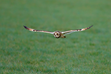 Fototapeta na wymiar Short-eared owl flying in the meadows of Noord Brabant near Rosmalen in the Netherlands