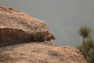 Close up of a Chipmunk on a granite rock