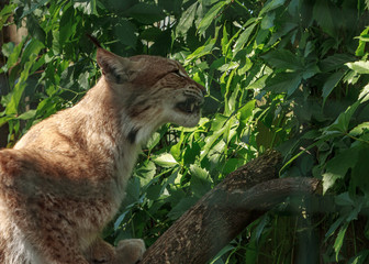feline family lynx animal sharpen nails