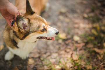 A man holding his dog's collar, dog looking to the right, welsh corgi pembroke dog