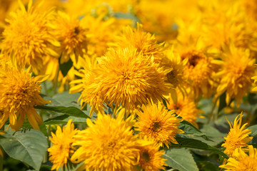 八重咲ヒマワリの花畑