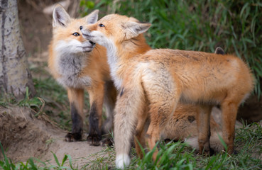 Red fox kits in the wild