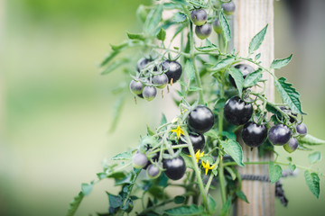 Black cherry tomatoes growing on a corp , with leaves