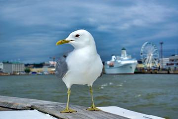 Finlandia, Helsinki, cute seagull