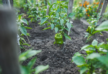 Home garden with green pepper