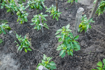 Home garden with green pepper