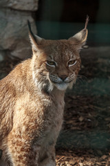 feline family lynx animal funny smail