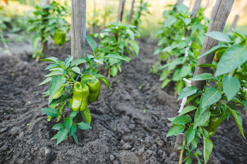 Home garden with green pepper
