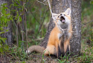 Red fox kits in the wild