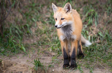Red fox kits in the wild