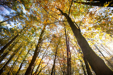 Fall trees lookup 