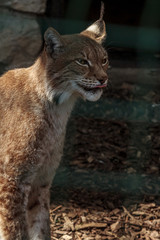 feline family lynx animal funny smail