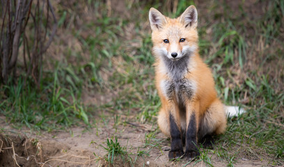 Naklejka premium Red fox kits in the wild