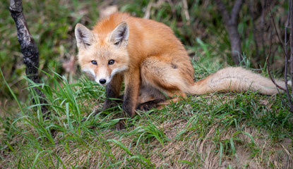 Red fox kits in the wild