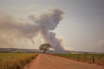 Fototapeta na wymiar Rural road and background fire in reed - Brazil