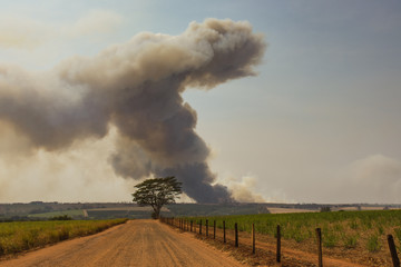 Rural road and background fire in reed - Brazil