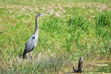 Blue Heron