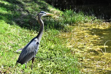 Blue Heron