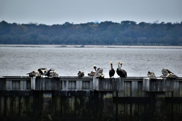 Birds on a jetty