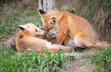 Red fox kits in the wild